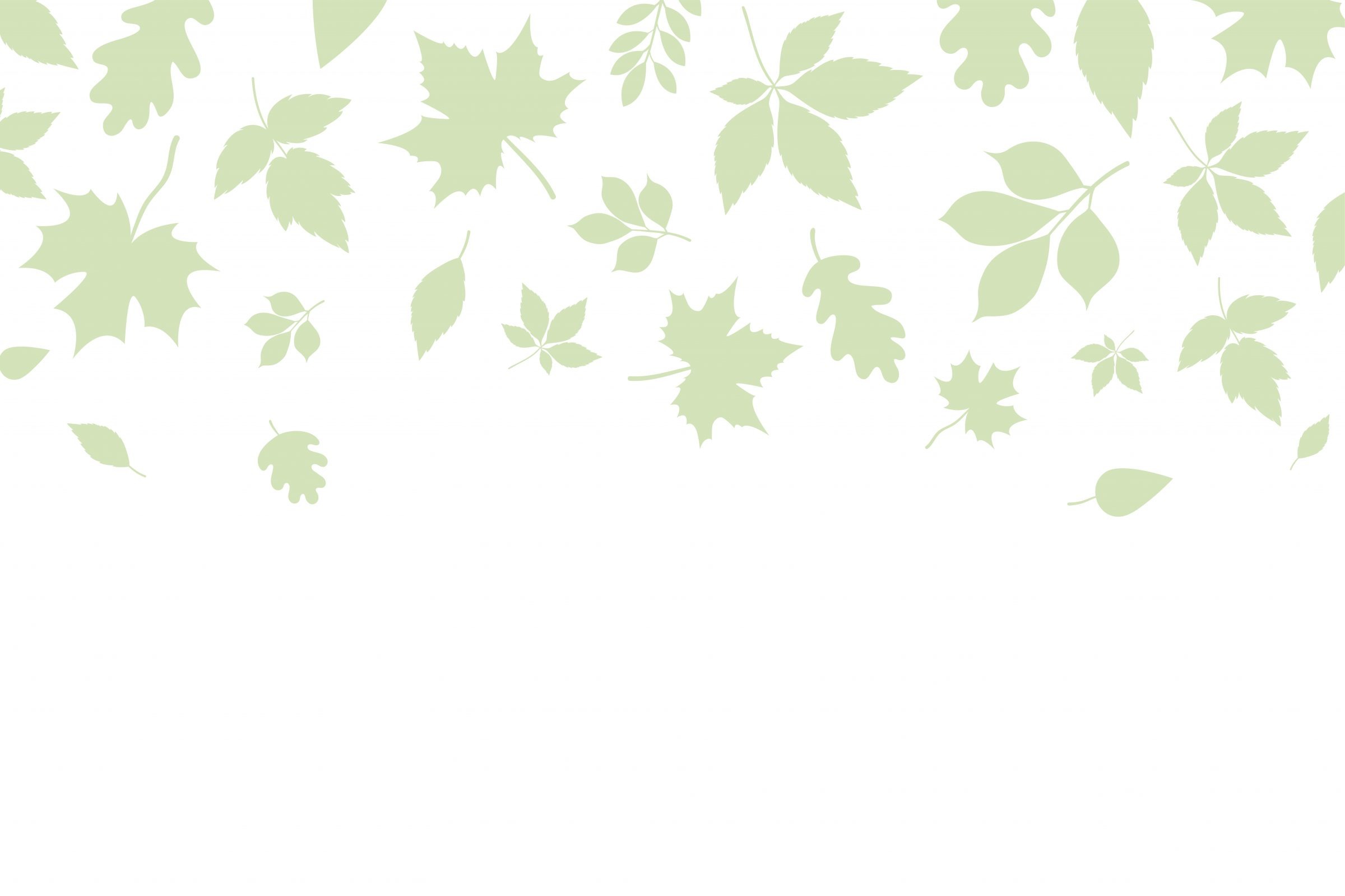 Light green leaf silhouettes on a white background, featuring various leaf shapes scattered artistically across the top half of the image.