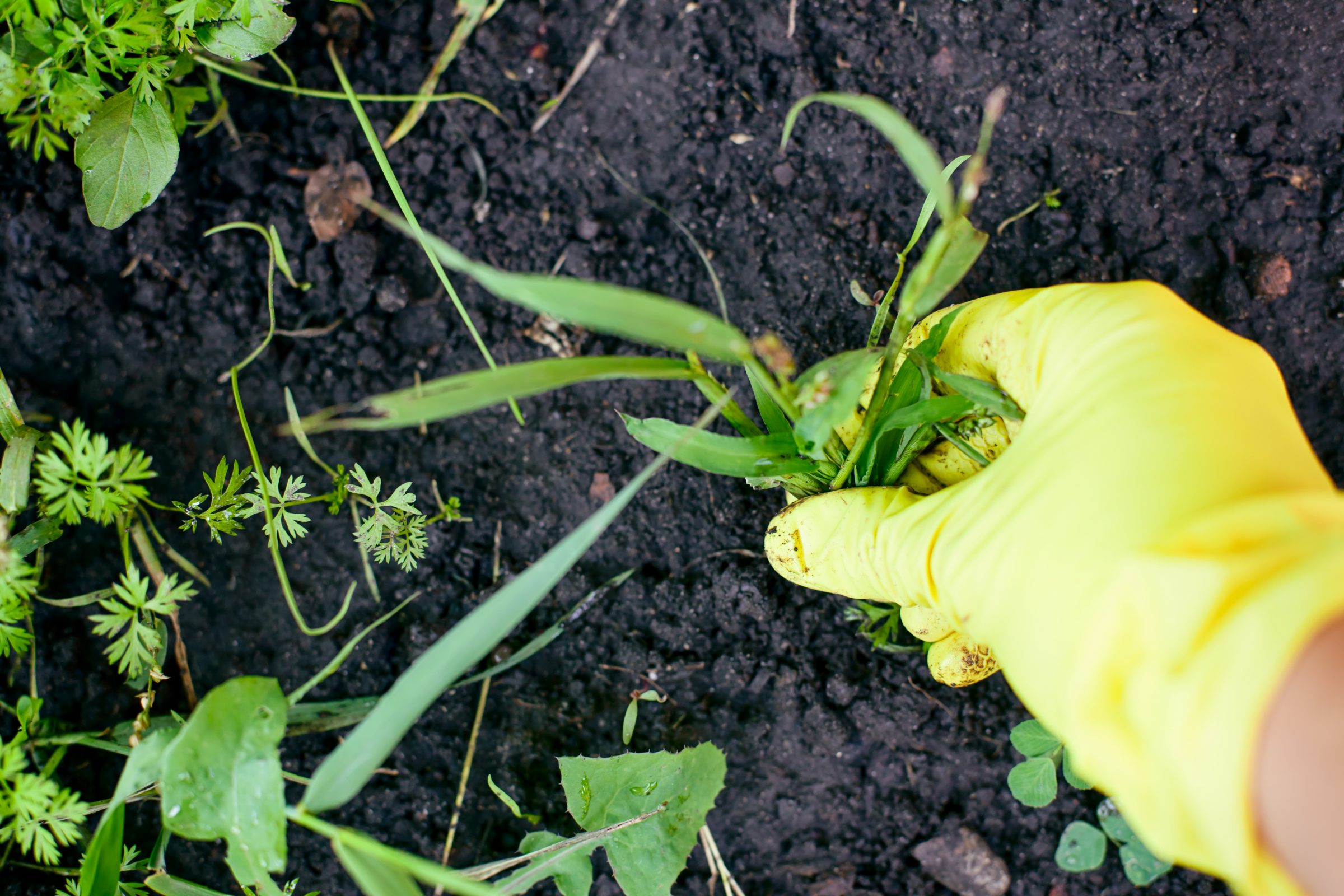 A person wearing yellow gloves removes weeds from soil in a garden, surrounded by small green plants and fresh earth.