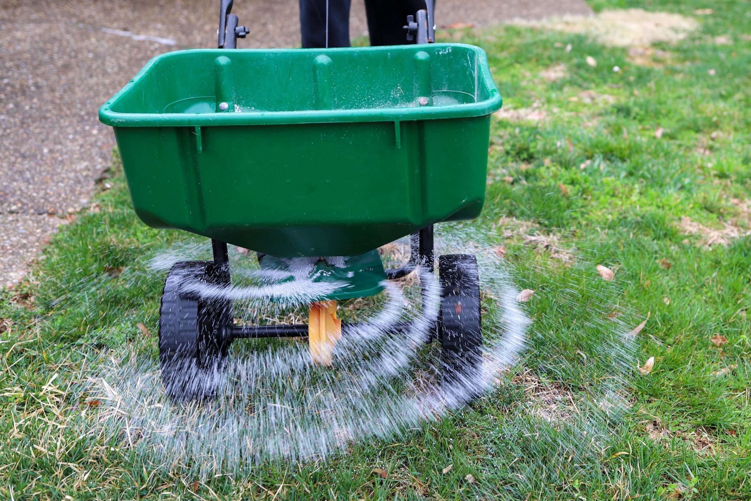 A green spreader disperses fertilizer granules onto a lawn, demonstrating lawn care maintenance. A person operates the spreader on grass.