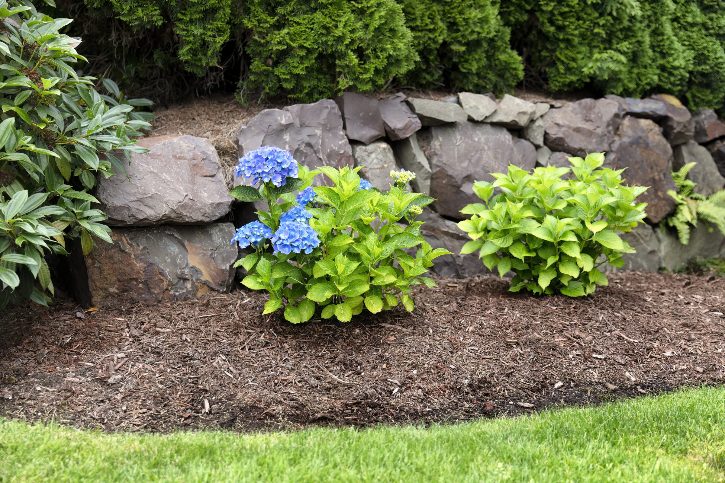 A garden features vibrant blue hydrangeas, lush green shrubs, and a rustic stone wall, bordered by a well-maintained grassy area.