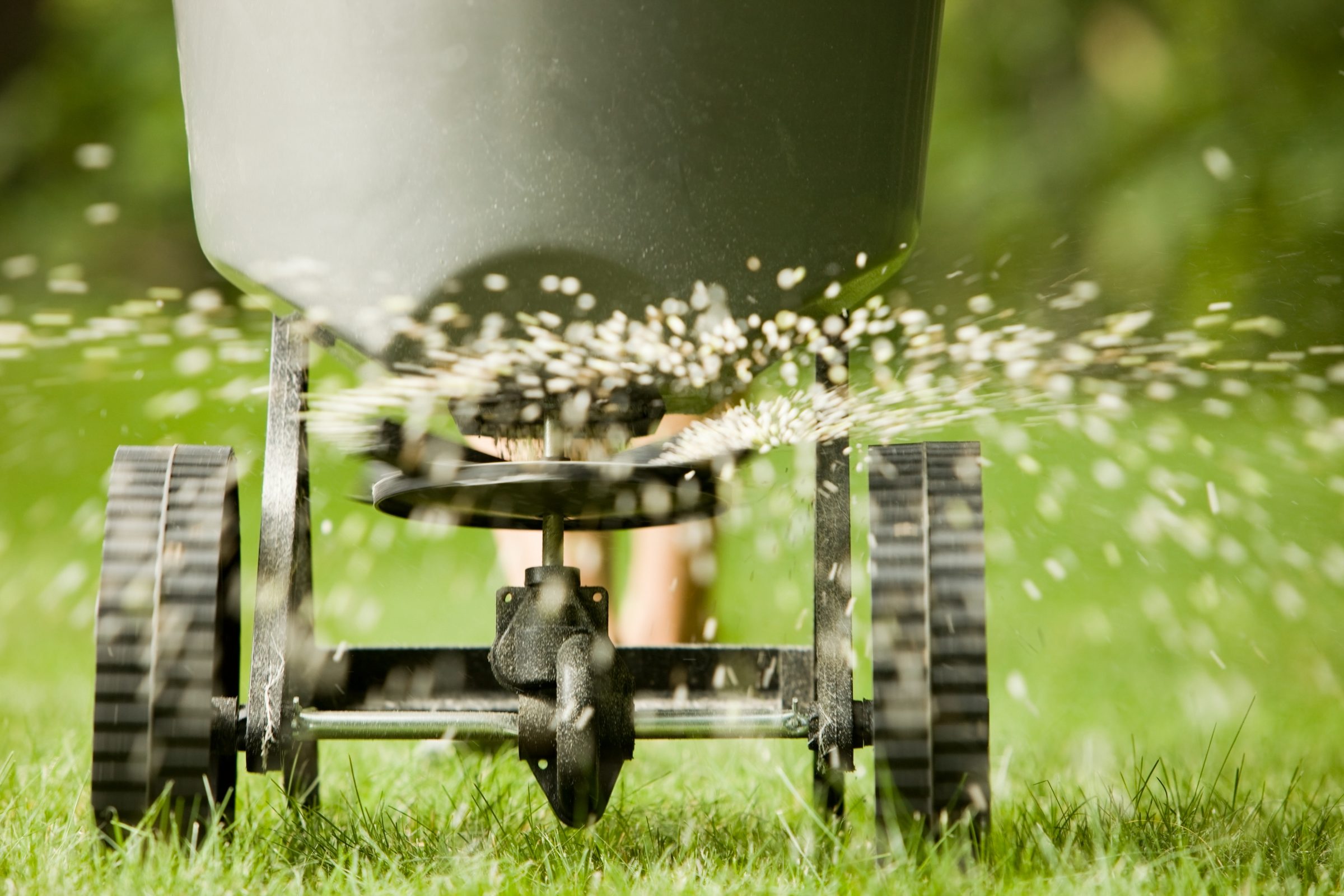 A person operates a rotary spreader, dispersing seeds or fertilizer onto a lawn. The green grass contrasts with the spinning device.
