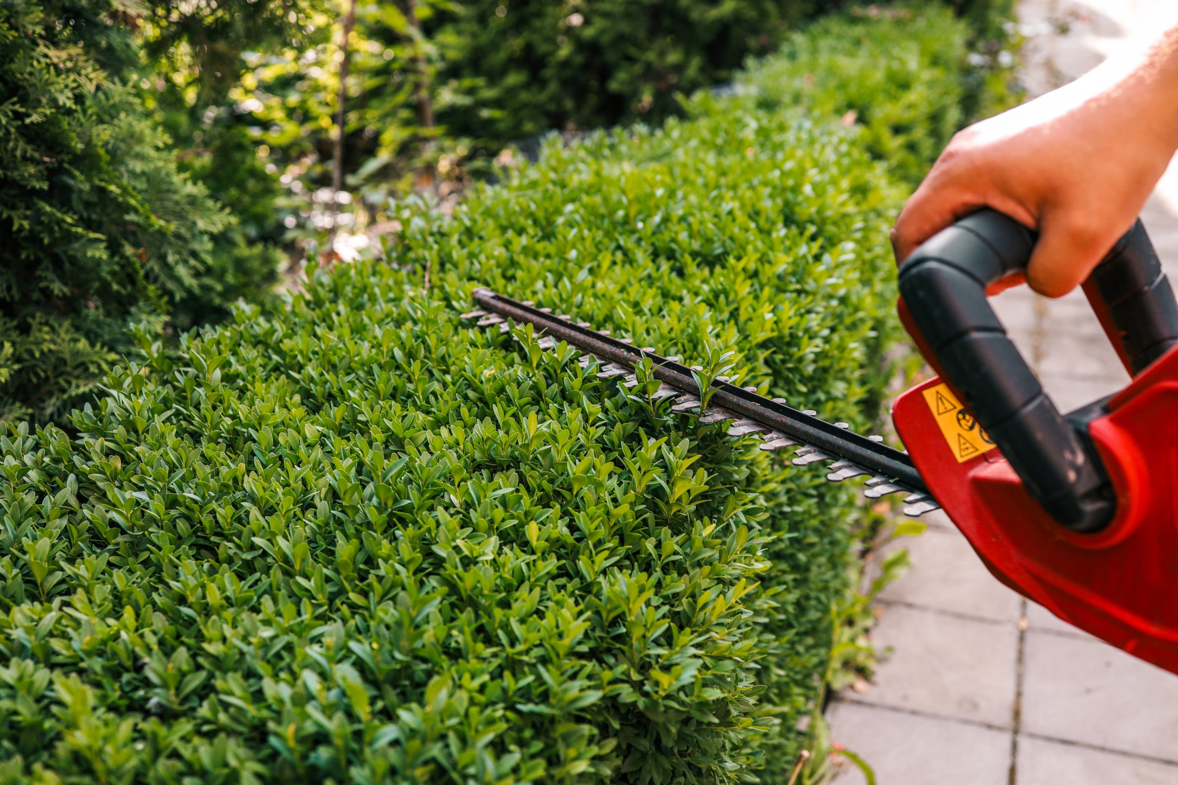A person trims green hedges with a red electric trimmer, surrounded by lush greenery and a stone pathway in a garden setting.