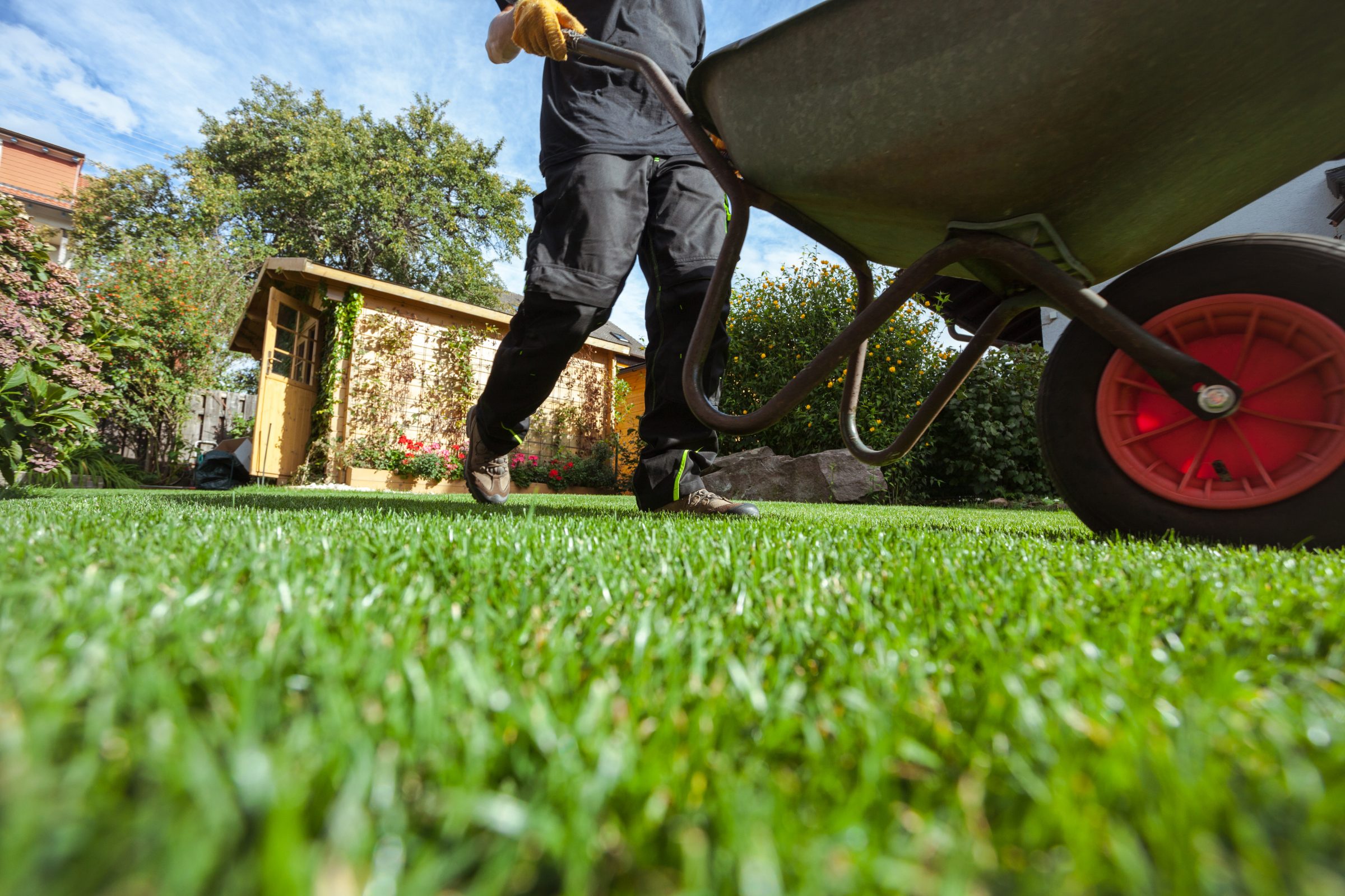 A person pushes a wheelbarrow on a lush lawn with a small wooden shed and garden in the background.