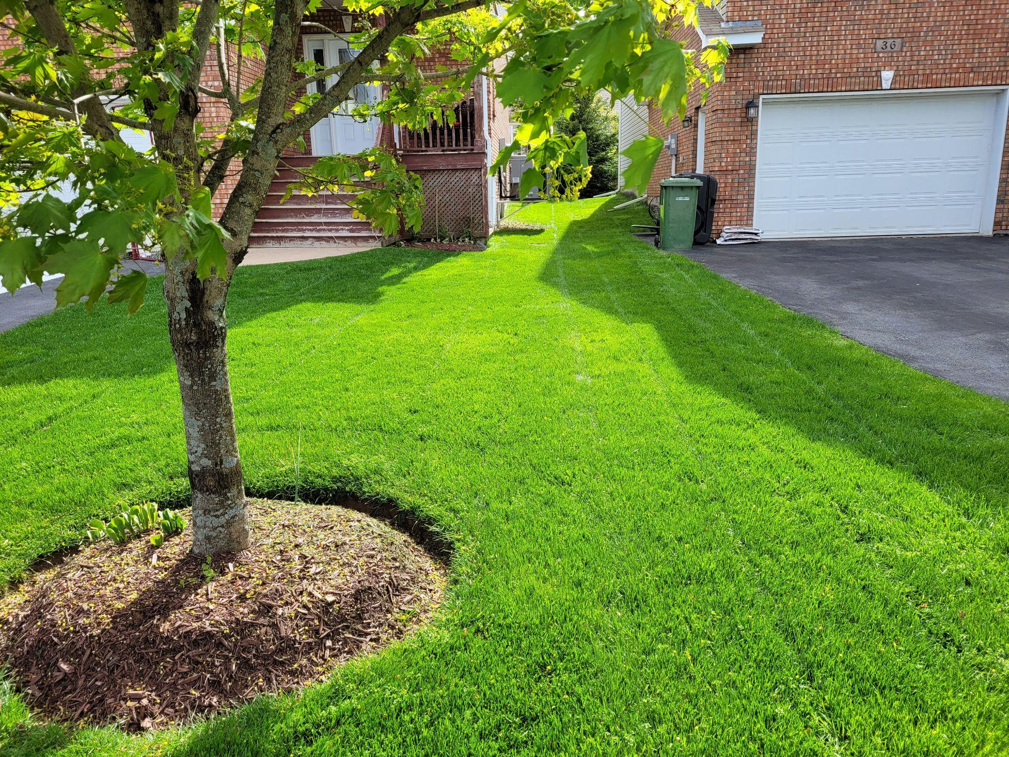 Green front lawn with tree near brick house and driveway.