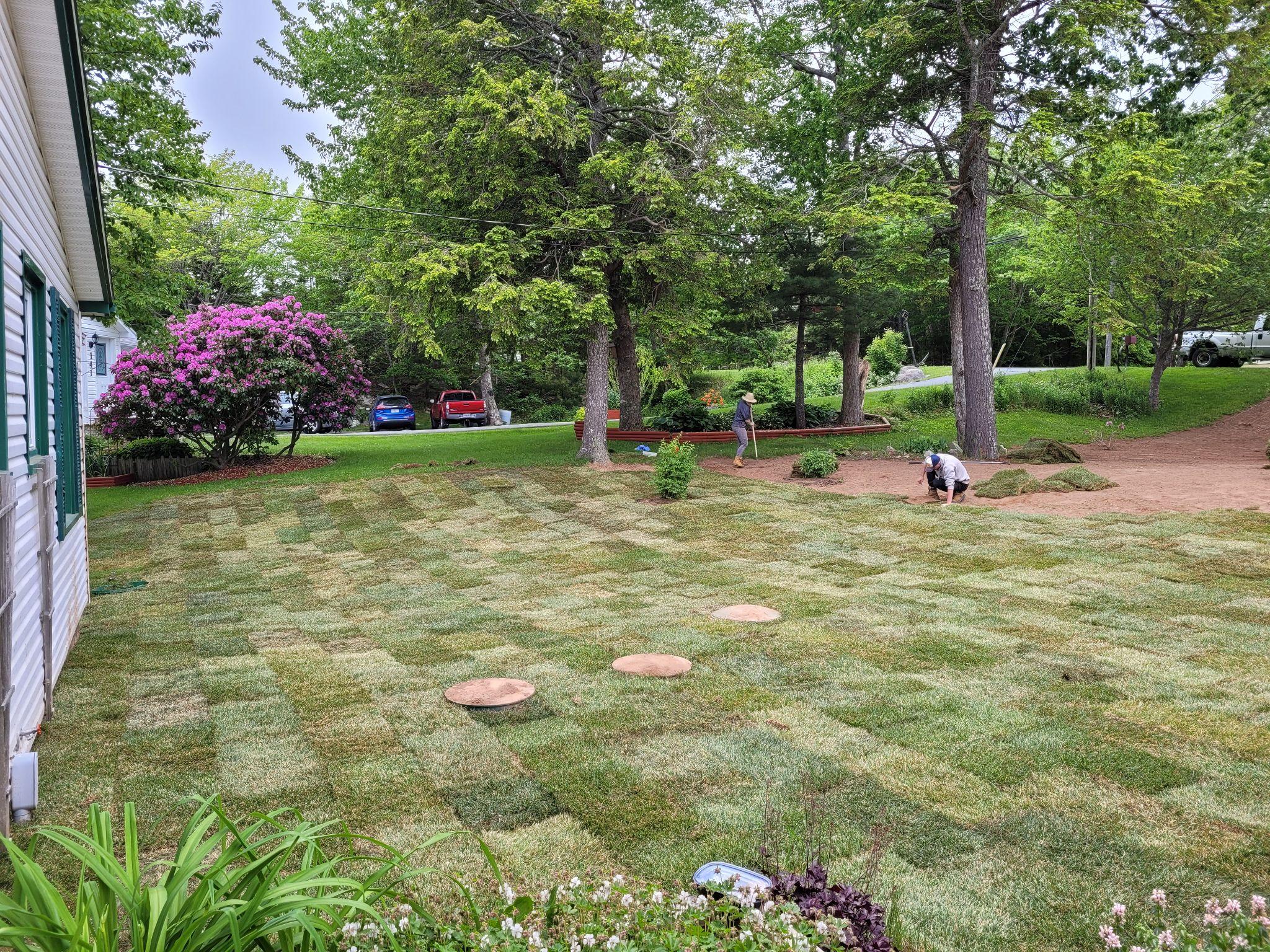 Workers installing new sod in front yard surrounded by trees.