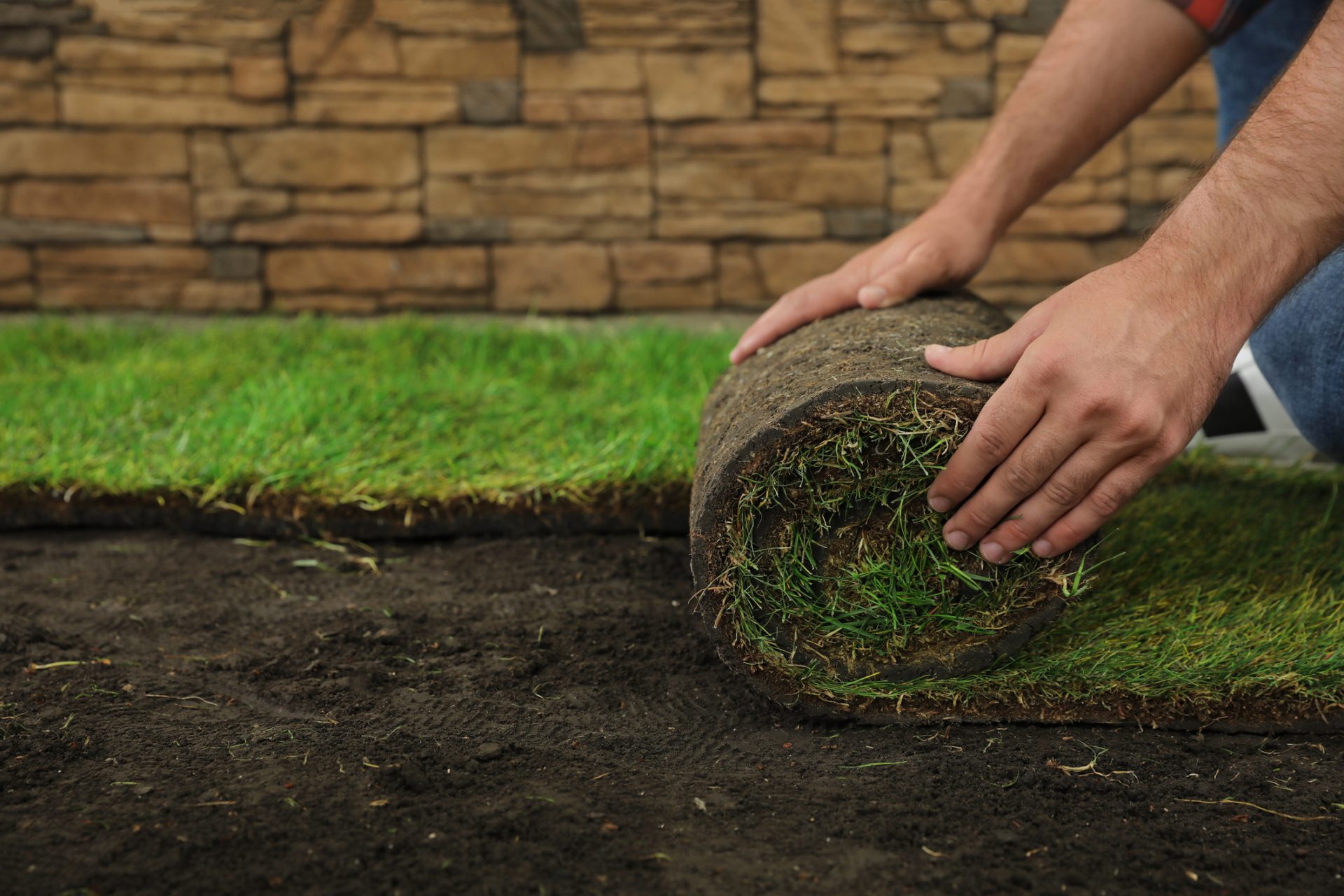 Young man laying grass sod on ground at backyard, closeup. 