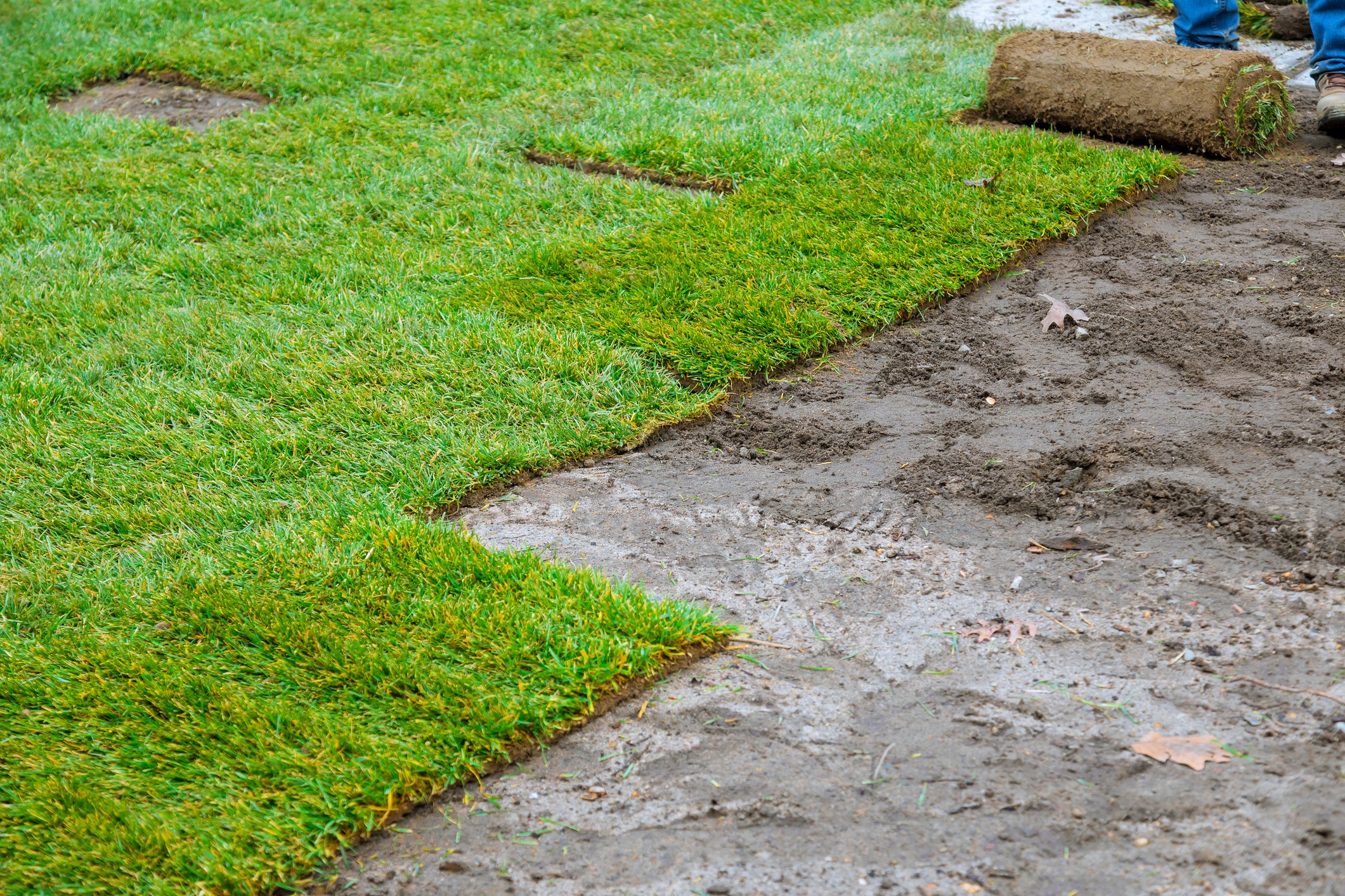Unrolling laying rolls of turf natural rolled lawn with material for landscaping territory