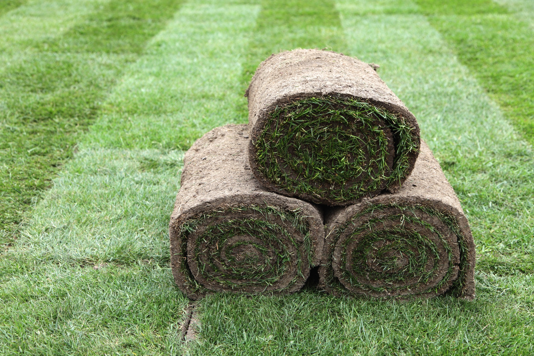 Three rolls of new turf laying on a newly layed lawn.