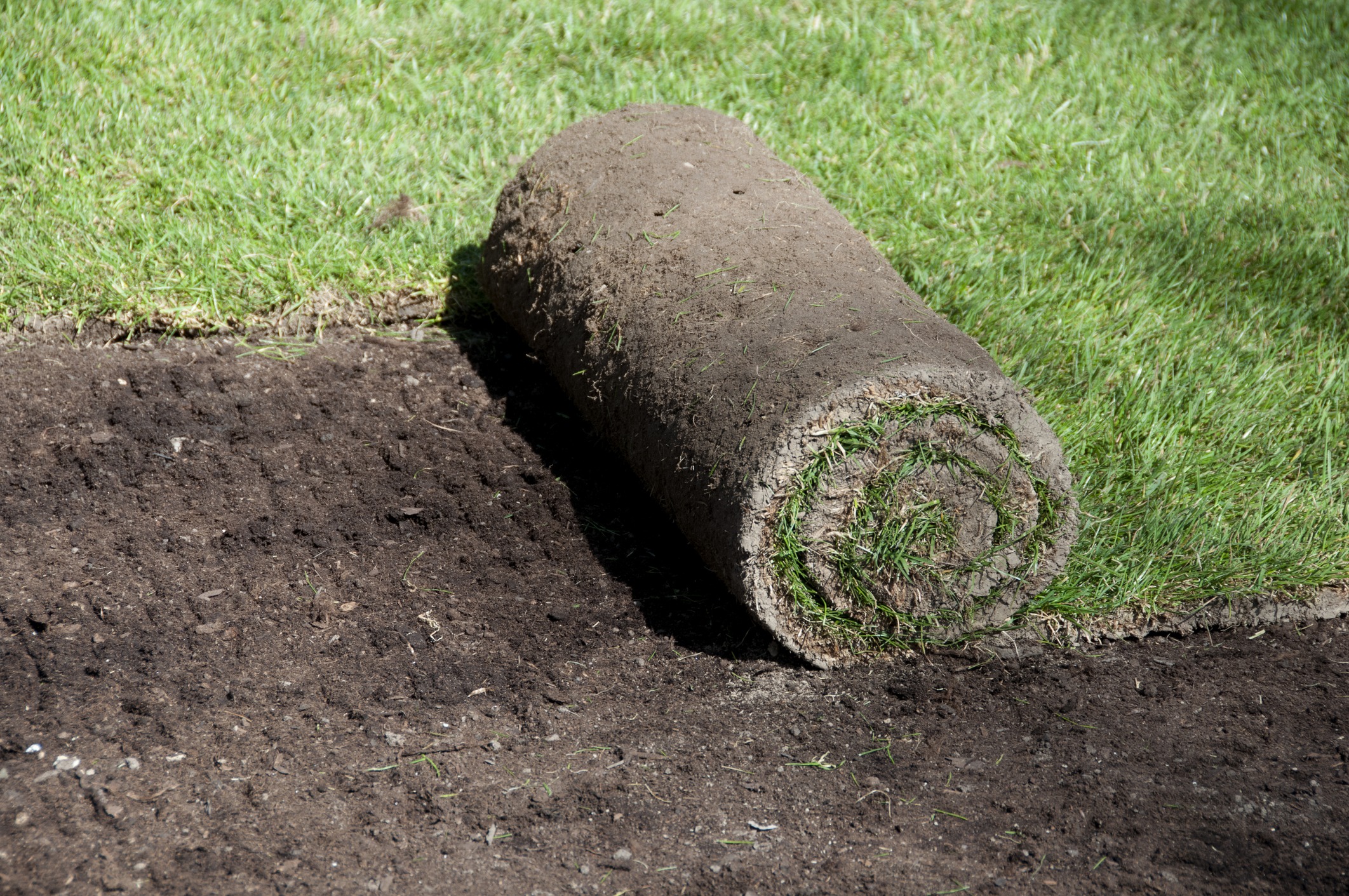 Quick way to get a new lawn. Roll out new turf.
