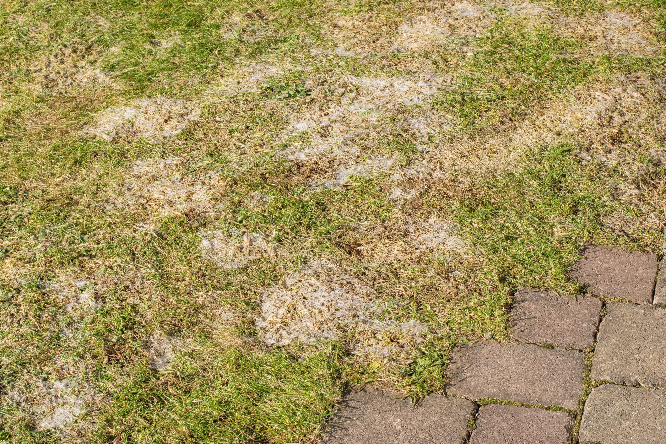 Close-up of snow mould patches on a lawn beside a paved path