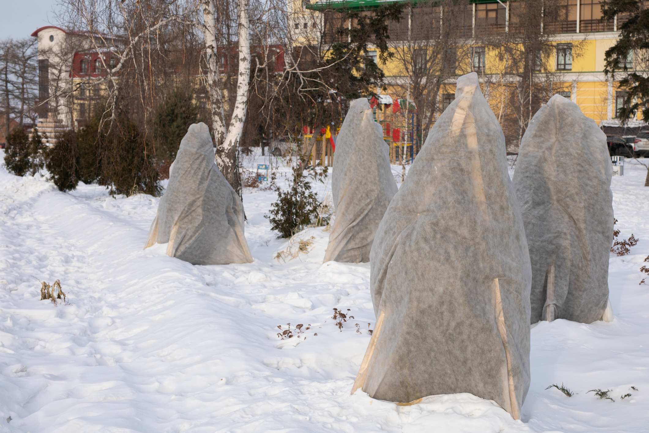 Shrubs wrapped in burlap winter covers standing in a snow-covered garden